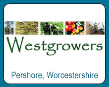 WestGrowers, Pershore, Worcestershire
